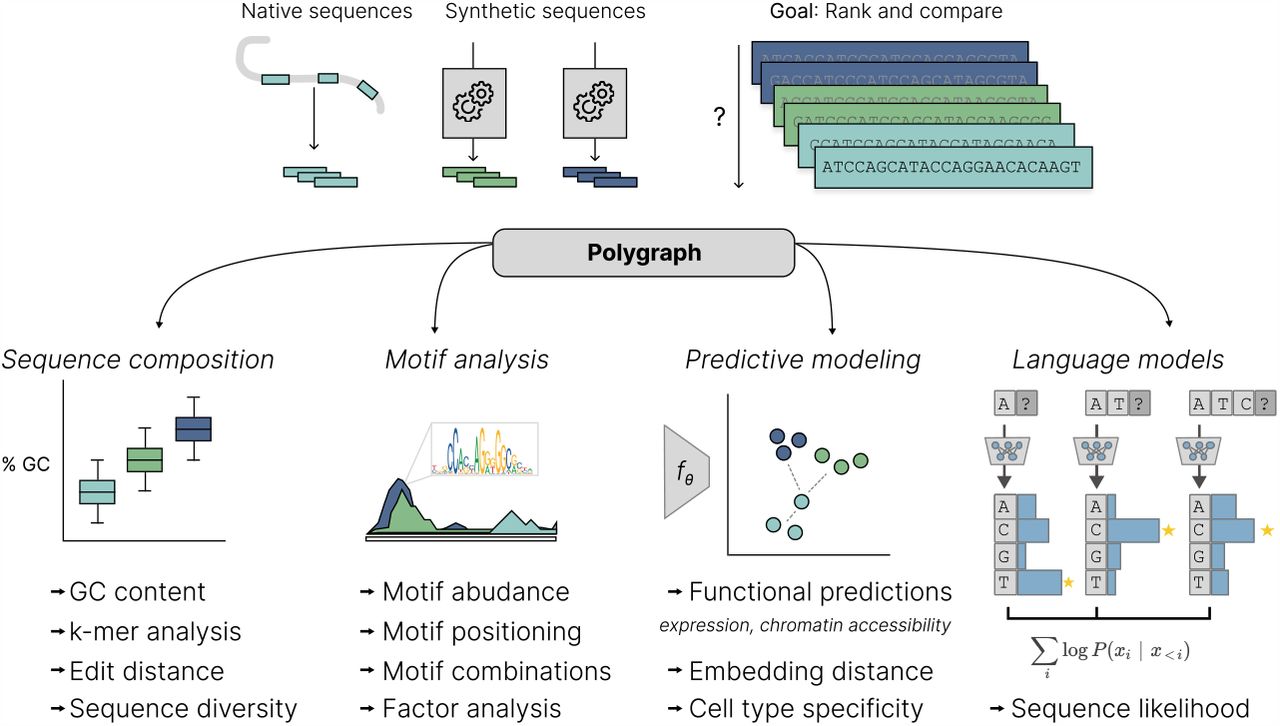 Polygraph Framework